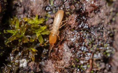 🌾🐜 Shielding Homes from Destruction: Cracking the Code of Termite Behavior:  🐜🌾