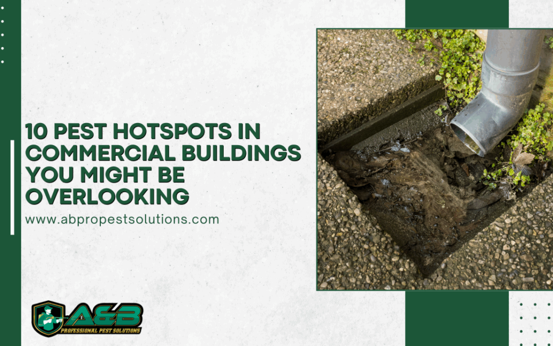 10 Pest Hotspots in Commercial Buildings You Might Be Overlooking (And What to Do About Them)