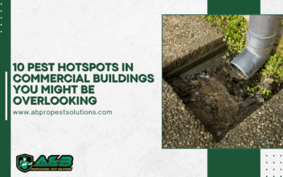 10 Pest Hotspots in Commercial Buildings You Might Be Overlooking (And What to Do About Them)