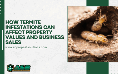 How Termite Infestations Can Affect Property Values and Business Sales