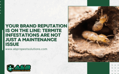 Integrating Routine Termite Inspection into Strategic Facility Management in Commercial Properties